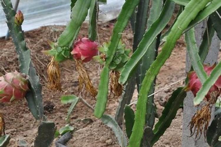 火龙果开花时怎么管理才能成果不黄