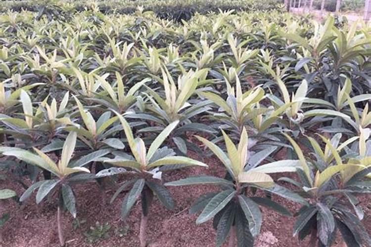 草坪打叶面肥剪完打还是不剪打好