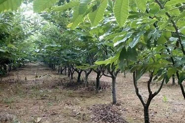新疆棉花滴灌时,所需的肥料是如何分配实施的