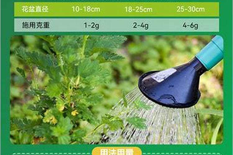 仙人球施什么肥长得快