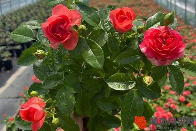 要想月季花快速冒笋芽该怎么养护