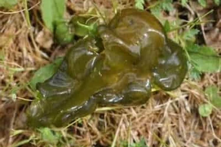 大棚种植地皮菜技术