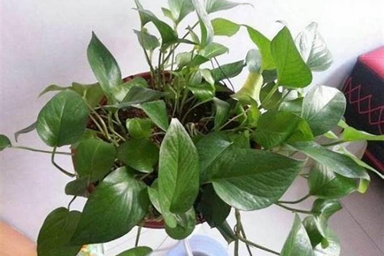 芸苔素西瓜灌根的倍数？