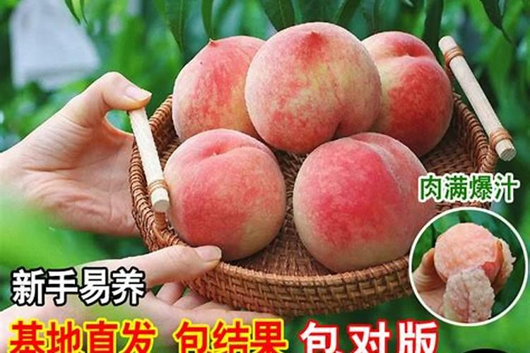 果树缺钙用什么肥料最适合(果树需补什么钙肥最好)
