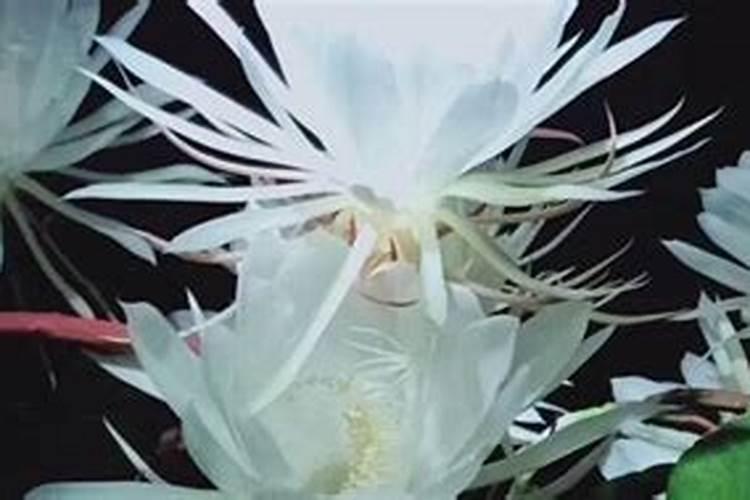 小叶昙花怎么养才能开花多