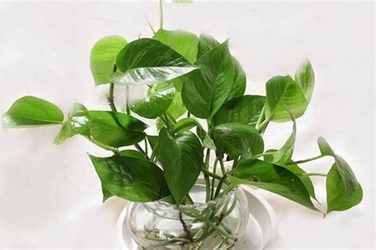 白糖在农业方面究竟有着怎样的巧妙用处