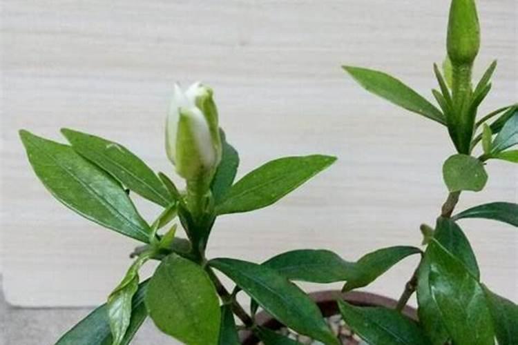 栀子花怎么判断缺肥还是肥大(栀子花不开花缺什么肥料)