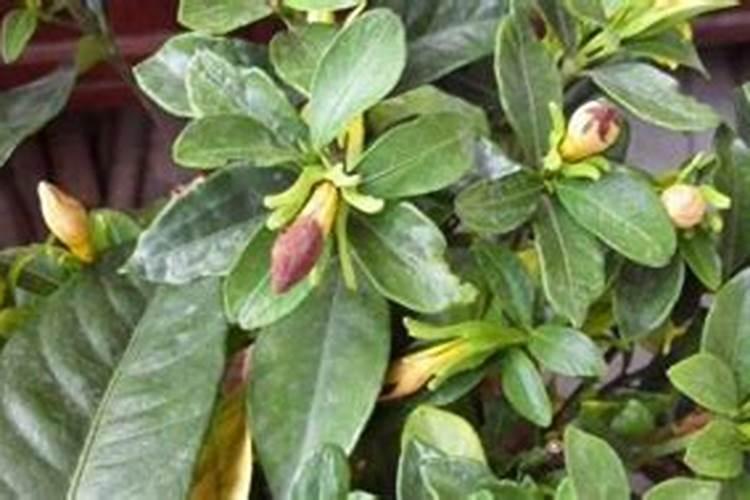 栀子花施什么肥好