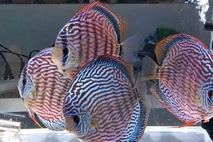 七彩神仙鱼缸适合养什么水草