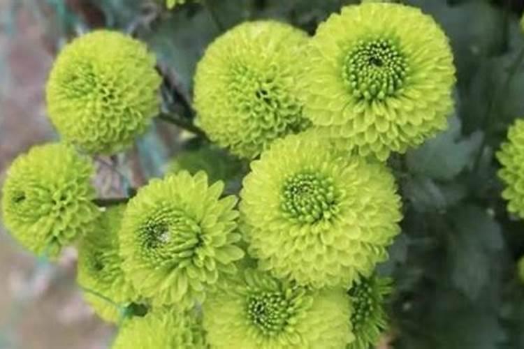 乒乓菊用什么肥料