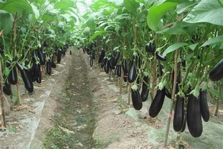 夏天可以将茄子移栽到其他地方吗？