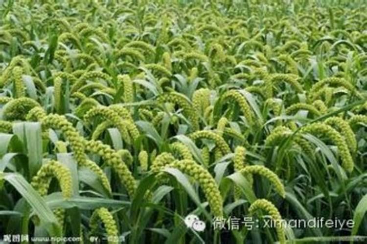玉米追肥需要几次分别在什么时候,追哪些肥料分别是多少？谢谢!