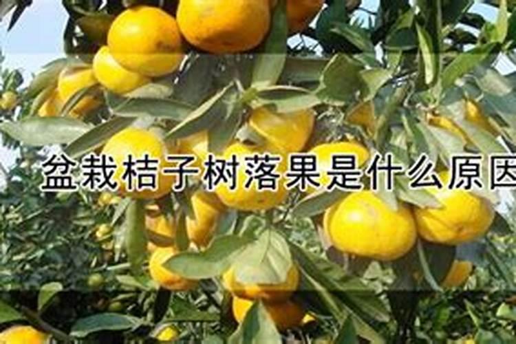 桔子落果是什么原因造成的