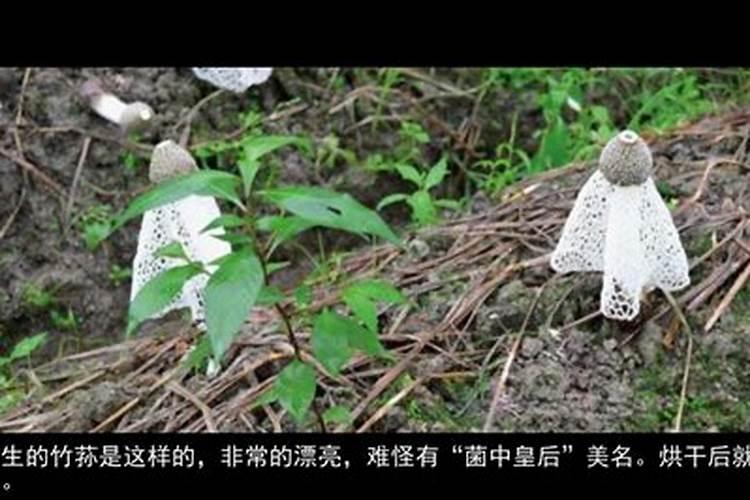 黄栌如何施肥