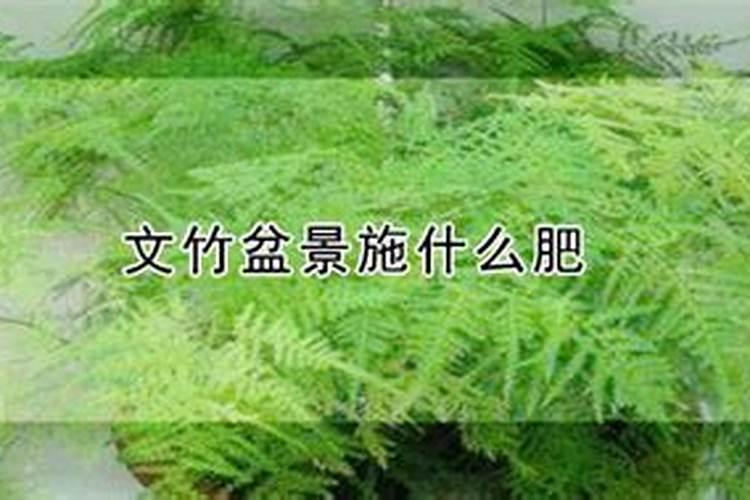 文竹施什么肥料好,施肥可以用速效复合肥吗