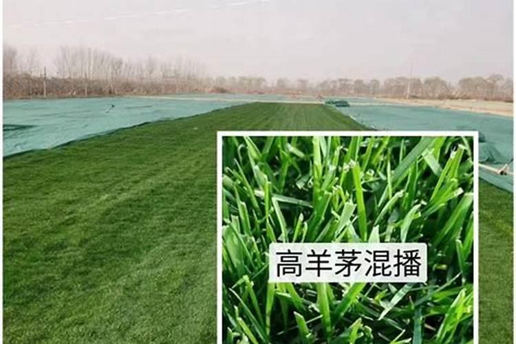 草坪专用肥和复合肥有什么区别