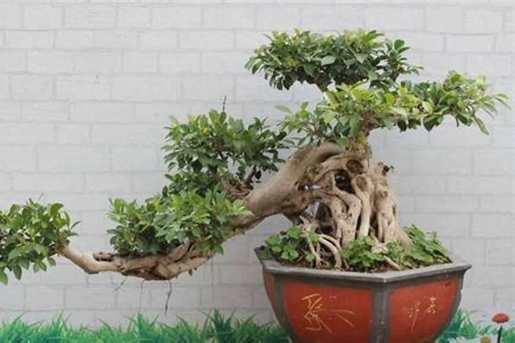 榕树盆景怎么养