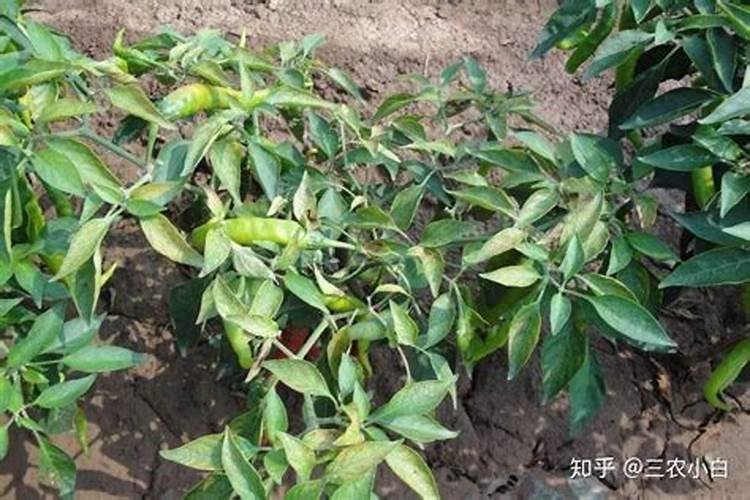 桂花树施什么肥料最好