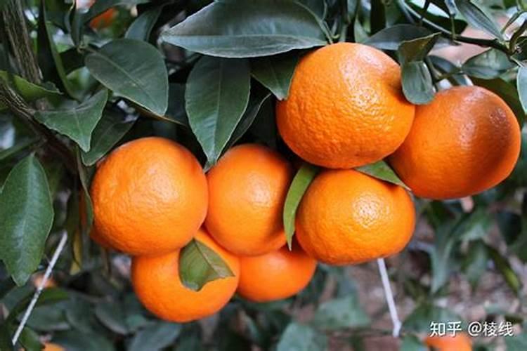沃柑高产关键种植技术要点