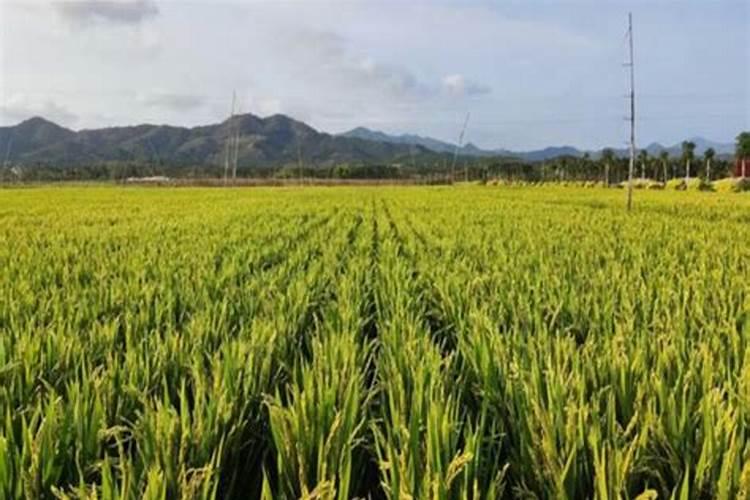 柠檬专用肥可以给别的花用吗？