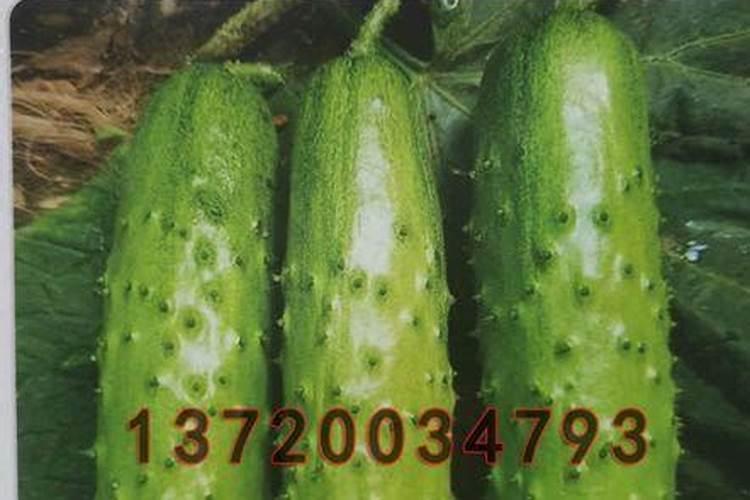 黄瓜生根最好的肥料 黄瓜生根最好的肥料介绍