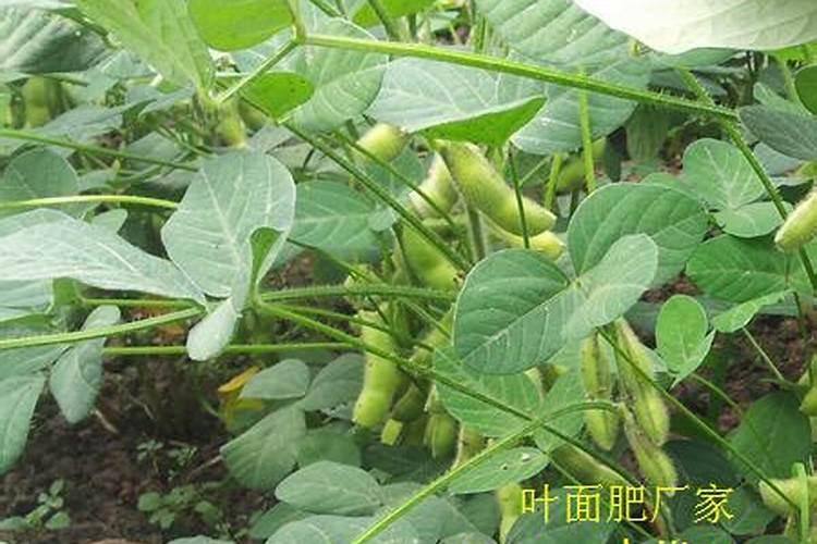 毛豆开花期施叶面肥用什么肥最好？