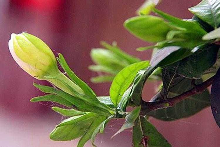 栀子花用什么肥