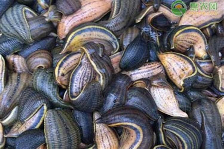 磷酸二氢钾可以喷叶面肥吗