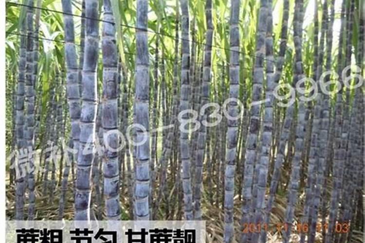一亩地长乘宽是多少 可以出多少玉米
