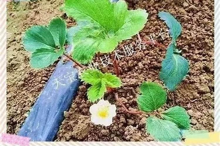 怎么减少草莓烂根死棵,有什么办法？