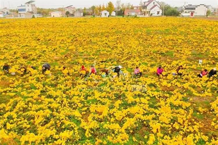 菊花的养护方法有哪些？