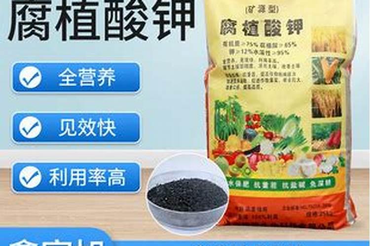 观音竹怎么水培养殖才好