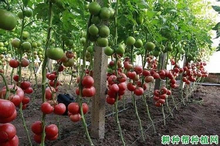 大豆开花期打什么叶面肥好 如何施肥可以增产