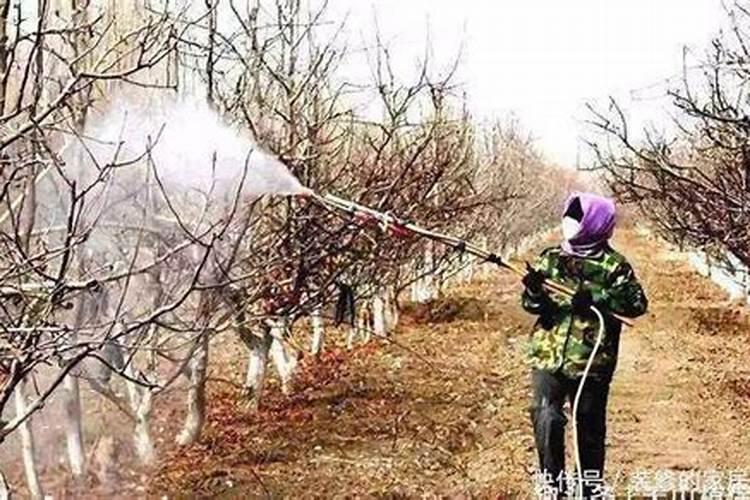 樱桃黄叶病用什么药效果好