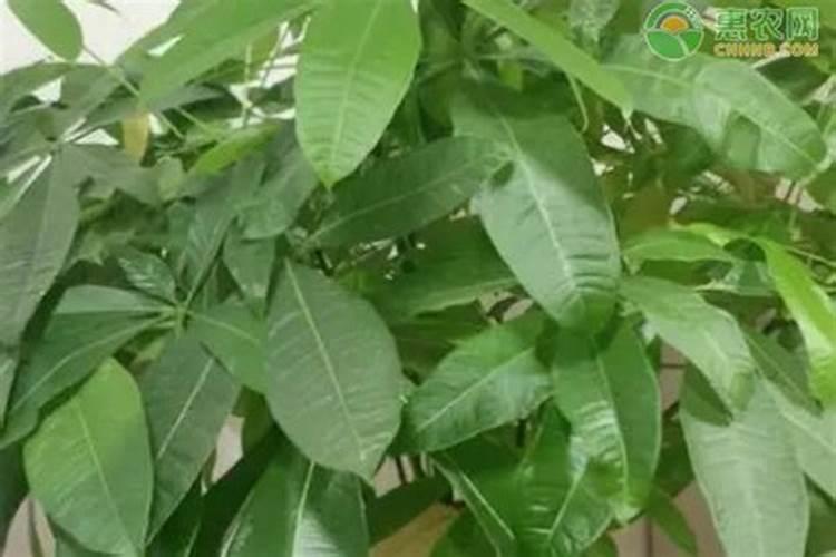 苹果树上什么肥料好