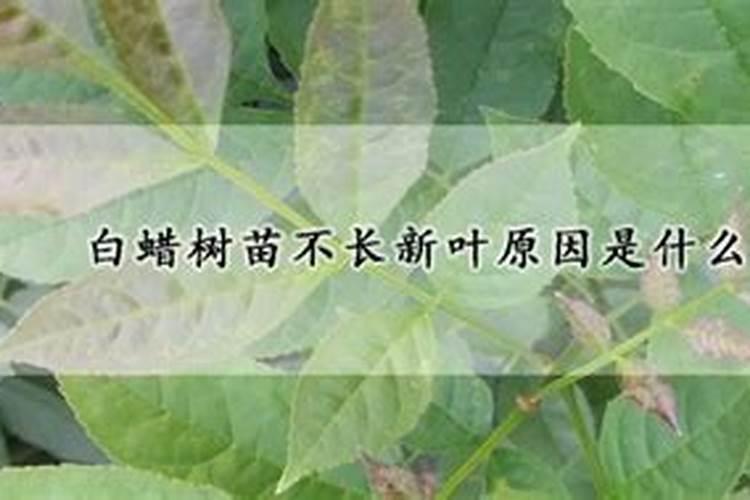 速生杨树用什么肥料长得快