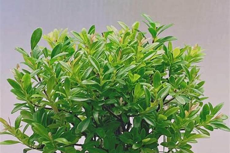 豆子煮熟后怎样发酵才能当肥料 可以当花肥吗