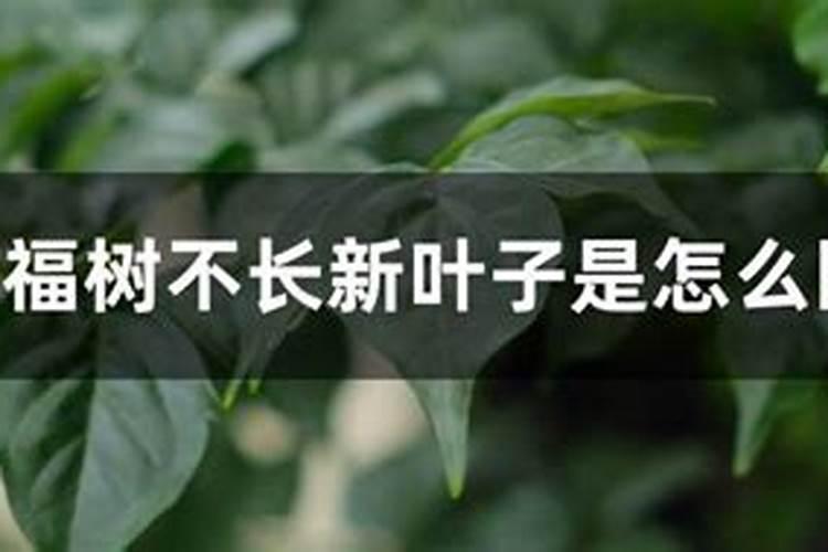 桃树树干枯死,开不了花长不出来叶子？请问是怎么回事？