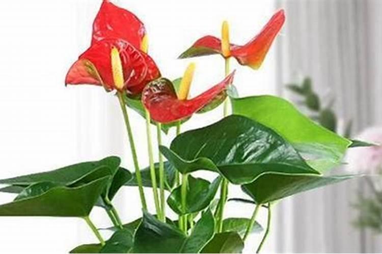 水培红掌怎样才能开花