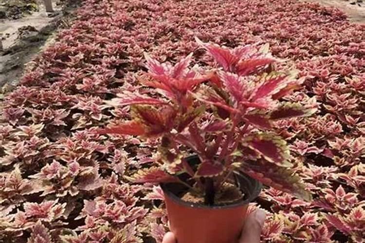 彩叶草施肥方法和注意事项