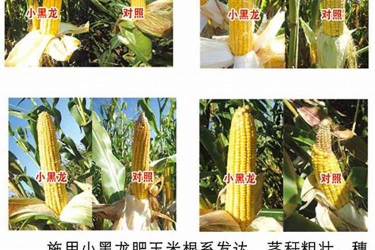 玉米老三样化肥配比方法 玉米老三样化肥配比的方法