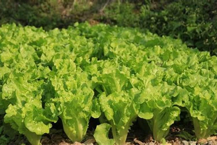 韭菜用什么肥料最好