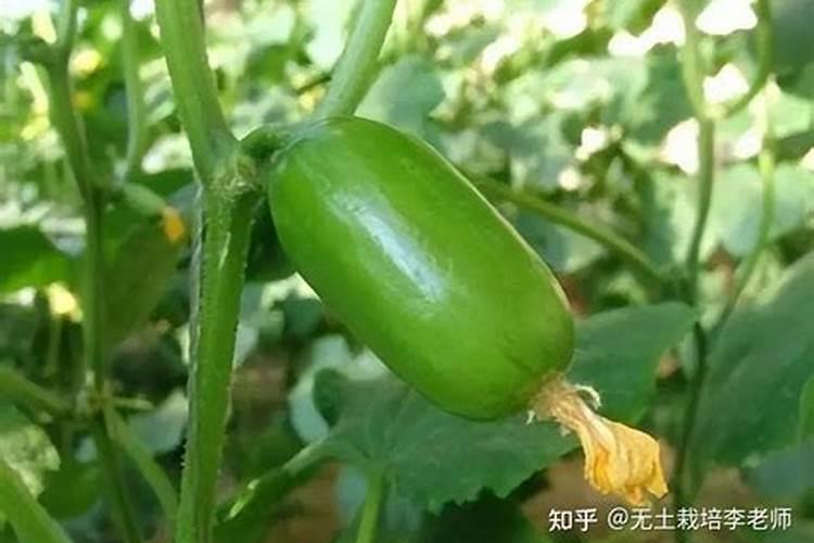黄瓜不同生长期如何施肥