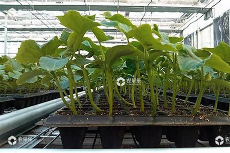黄瓜定植后浇什么肥料