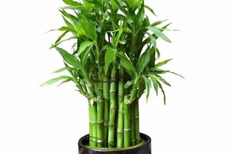 水培富贵竹怎么施肥