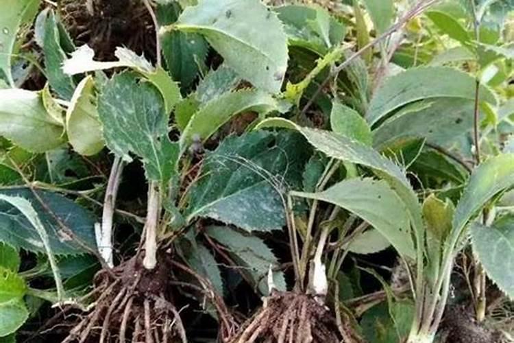 苍术种植技术及亩收益是什么？