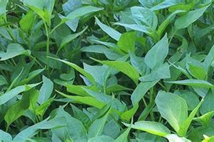 草莓叶面肥什么时候打？喷草莓花上伤花吗？