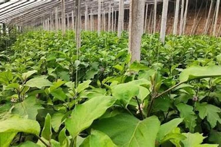 大棚蔬菜能用骨粉高钙肥吗
