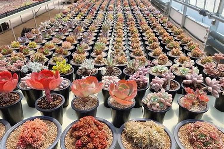多肉植物浇什么肥好