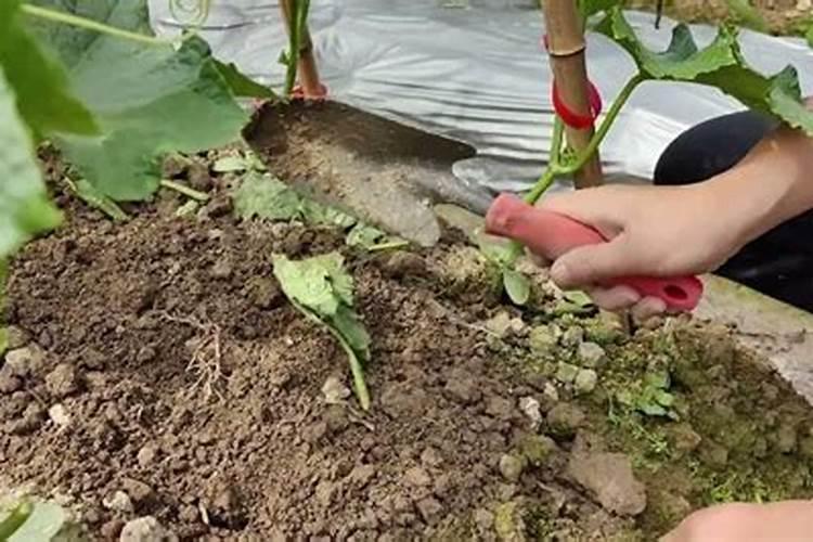 香菜施肥用什么肥料
